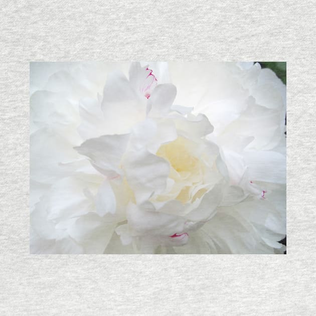 Peony by ephotocard